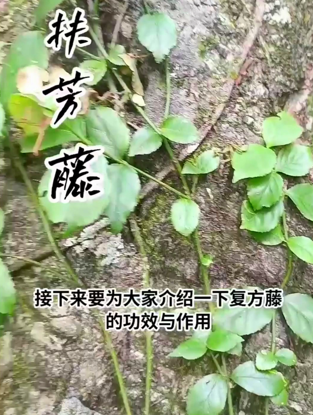 植物科普:扶芳藤,它可以增强肌体免疫功能,还有止血的功能
