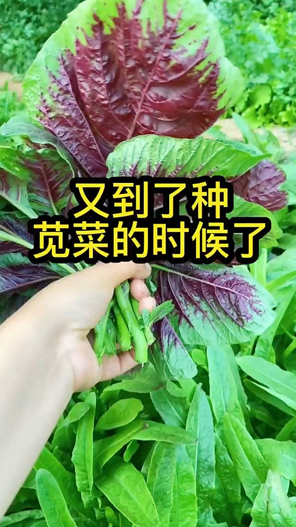 六月苋菜赛鸡蛋,七月苋菜金不换,这个蔬菜不种,肯定后悔!