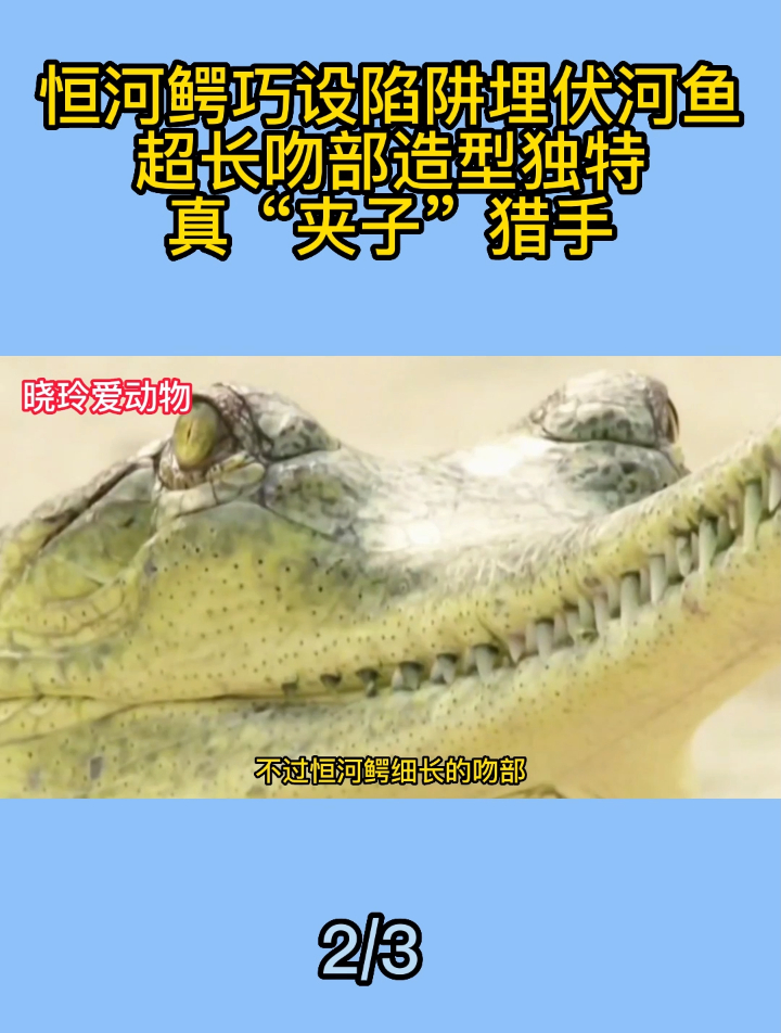 恒河鳄巧设陷阱埋伏河鱼,超长吻部造型独特,真“夹子”猎手2