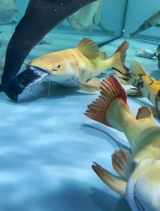 大型鱼混养过滤空气缸热带观赏鱼鱼缸过滤