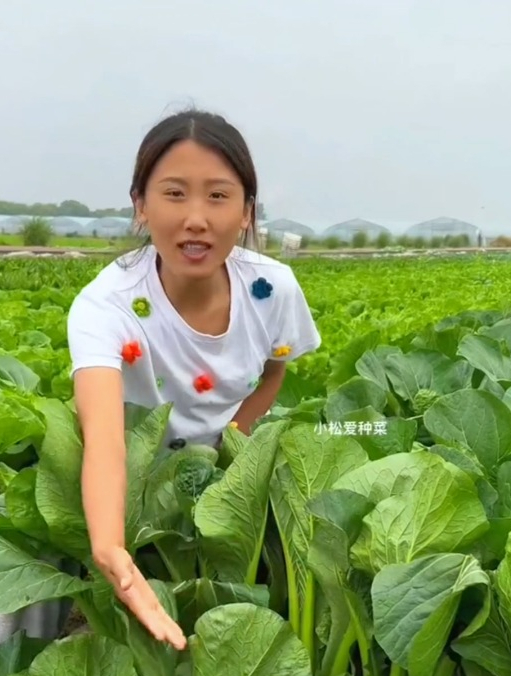 夏天快到了,想种青菜的可以看看这个品种,耐热速生还不爱招虫!