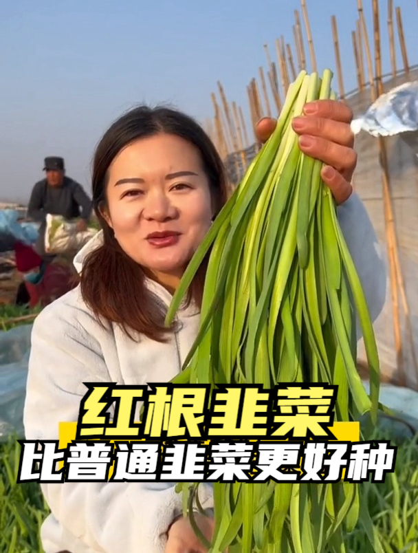 小姨子在村里出名啦!种植的红根韭菜,长得比胳膊还长,真是厉害