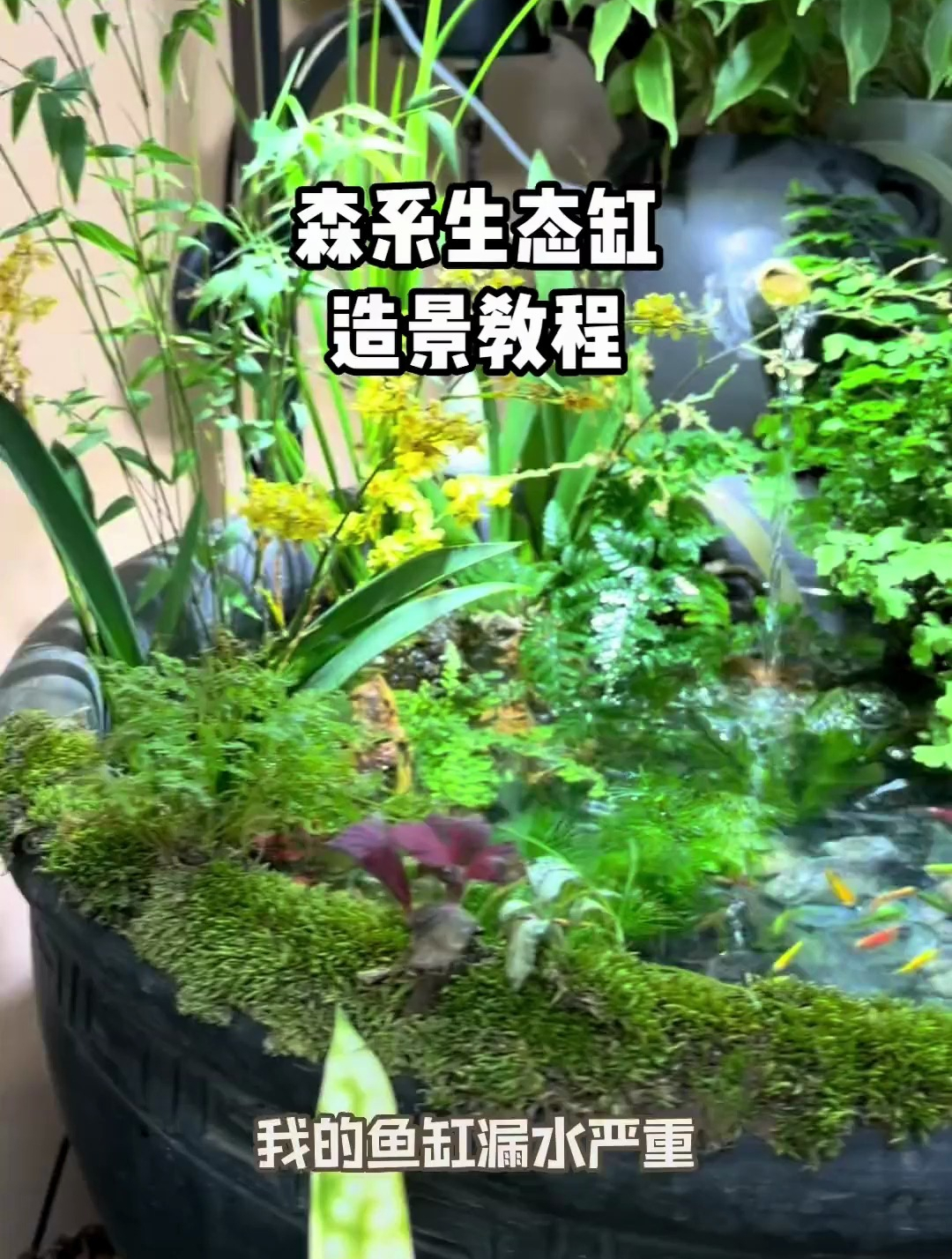 鱼缸漏水伤不起啊!大家期待已久的造景教程终于来了!