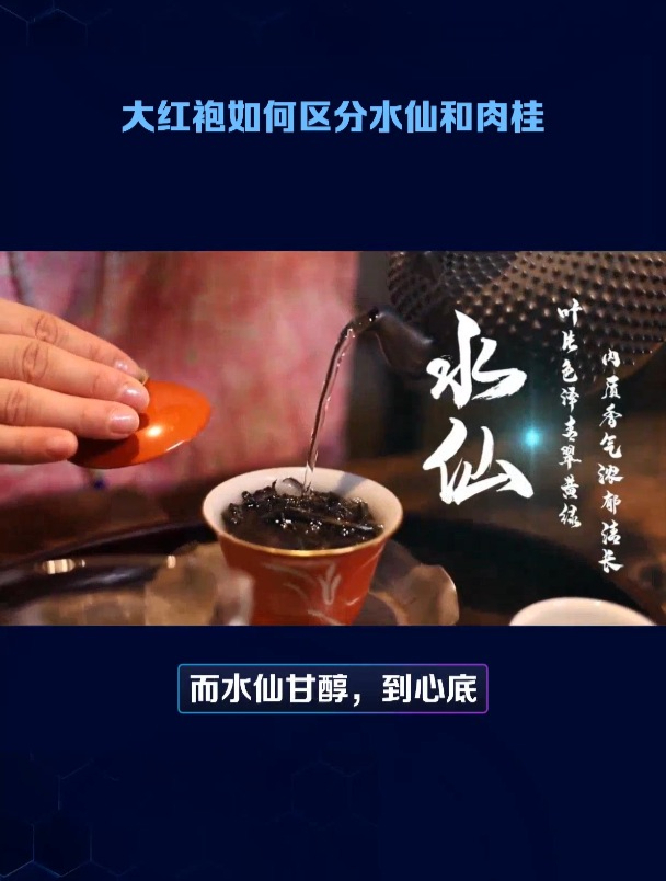大红袍如何区分水仙和肉桂