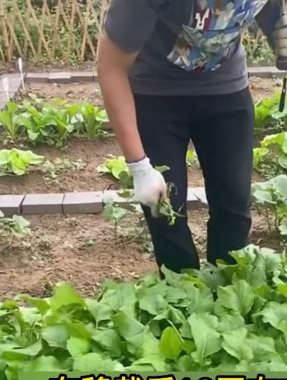 红菜苔采摘有“技巧”,掌握好几个诀窍,菜苔长得粗又多!