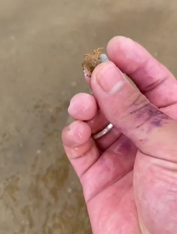 赶海觅食发现一只搁浅的白鲑鱼
