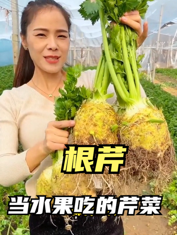 芹菜中的“贵族”,南方人只吃叶子,其实根茎才是宝,一颗卖88元