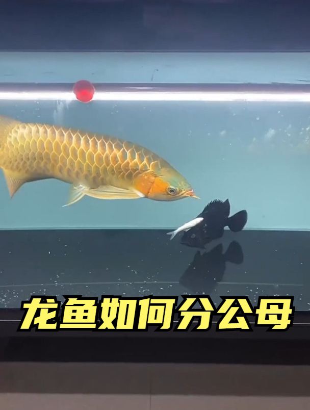 你们知道龙鱼如何分公母吗?热门