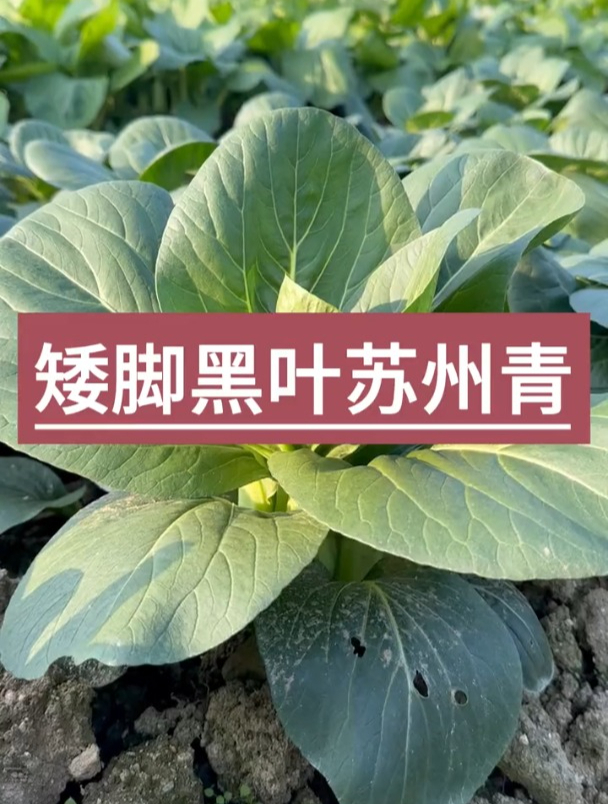 这种“矮脚”小青菜,好看又好吃,而且产量高,但是种的人却很少