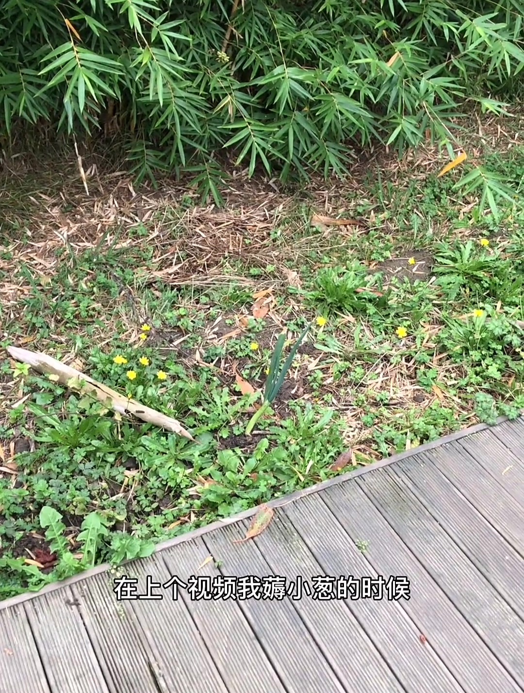 荠菜和婆婆丁有啥区别
