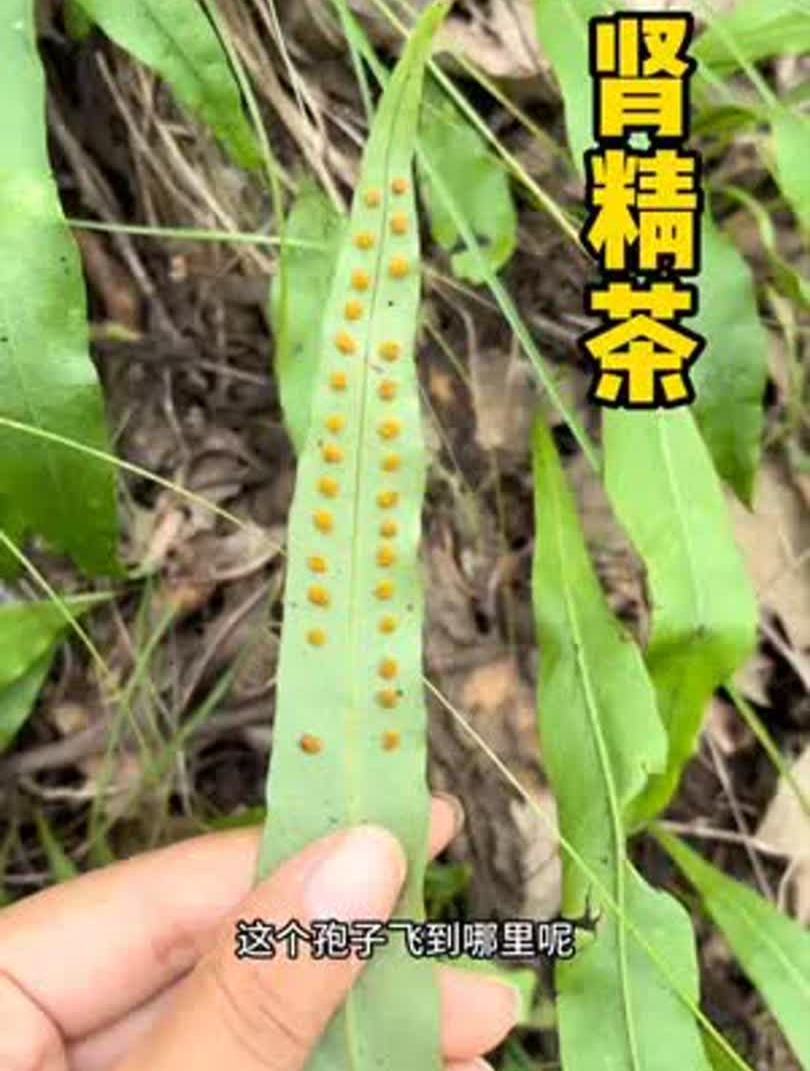 原来这个植物就是我们常常听到的肾精茶,你认识了吗?