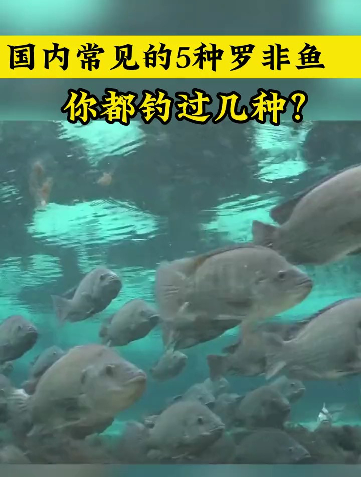 盘点国内常见的五种罗非鱼,你钓到过几种?