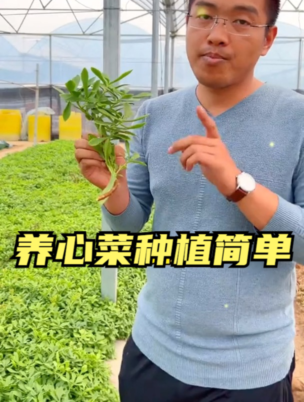 高钙养心菜好吃易管理,随便移栽一根枝条,就能窜出一大片!