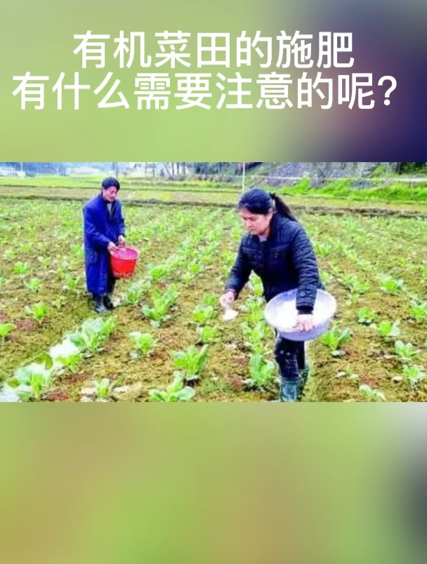 有机菜田的施肥方法:(二)科学耕作灌溉