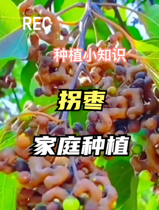 拐枣俗称““万寿果“,营养非常丰富,你可别小瞧了它!