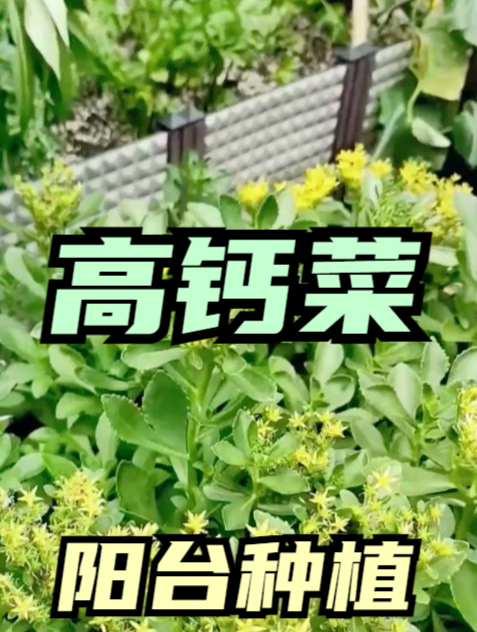 此“高钙菜”,埋土就疯长,不仅口感清甜,还具有养心平肝的功效