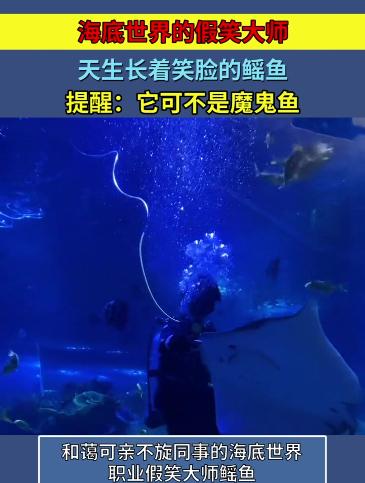 海底世界假笑大师,天生长有笑脸的鳐鱼,提醒:它可不是魔鬼鱼!