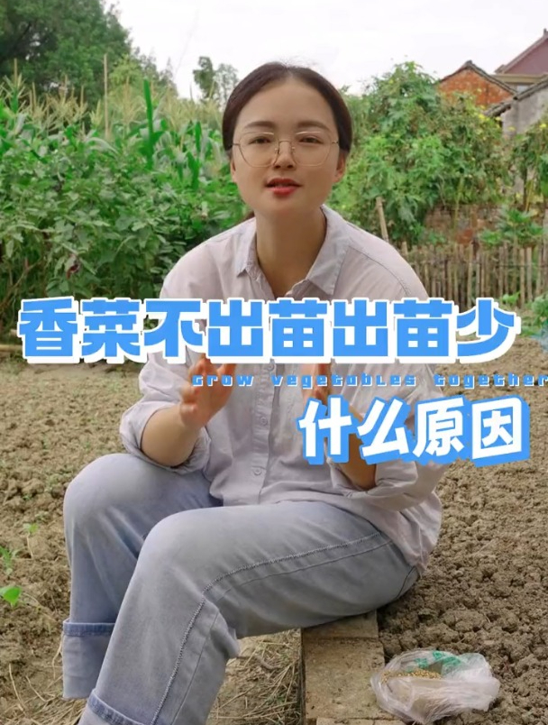 香菜不出苗、出苗少的原因有哪些?