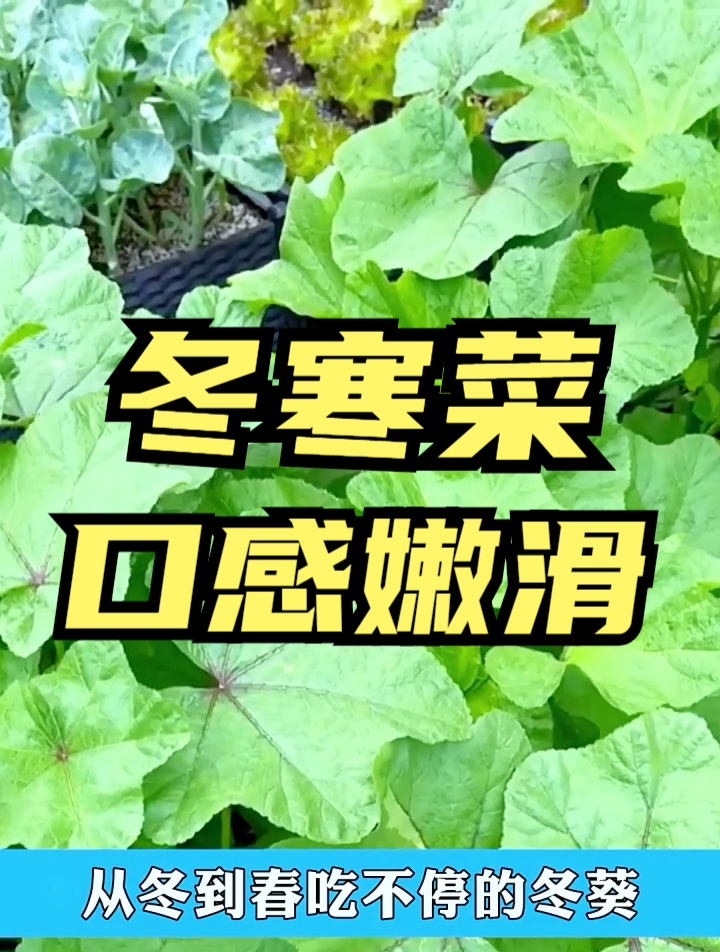 这“野生菜”只在南方有种,用它来煮粥,还能止咳利咽、清热解毒
