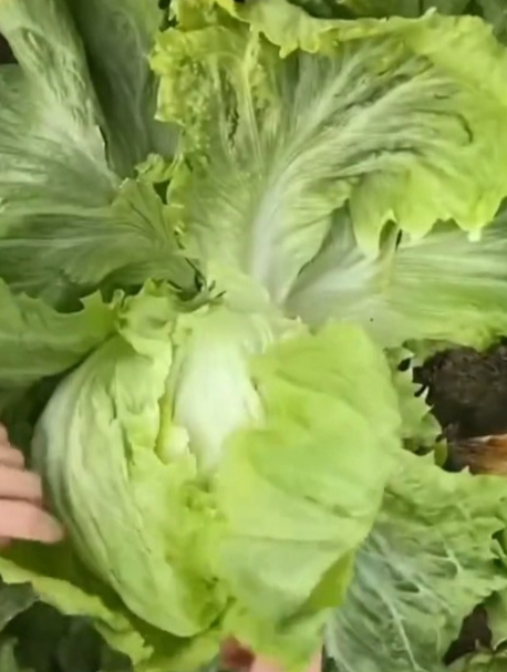 外脆里甜的“结球生菜”不是普通生菜,它生长期短,种植方法简单!