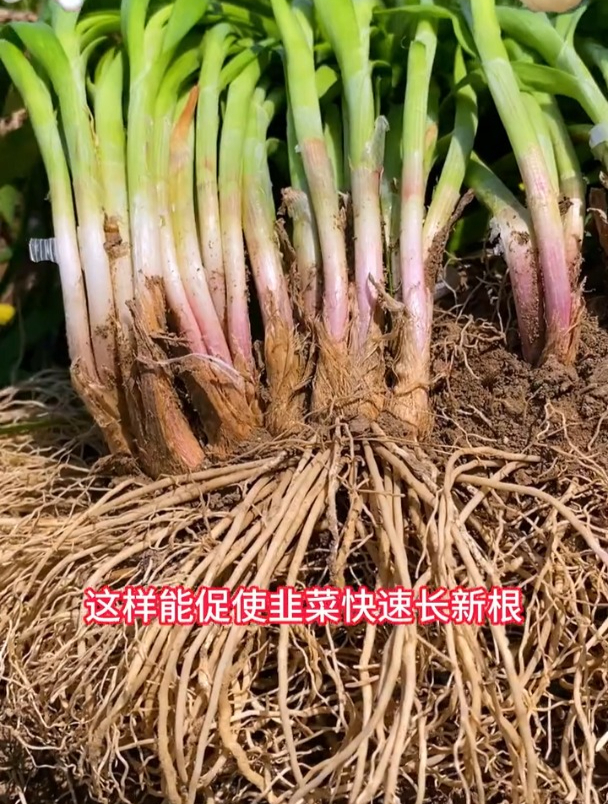 韭菜栽培,选种和移栽,这两步一定要科学