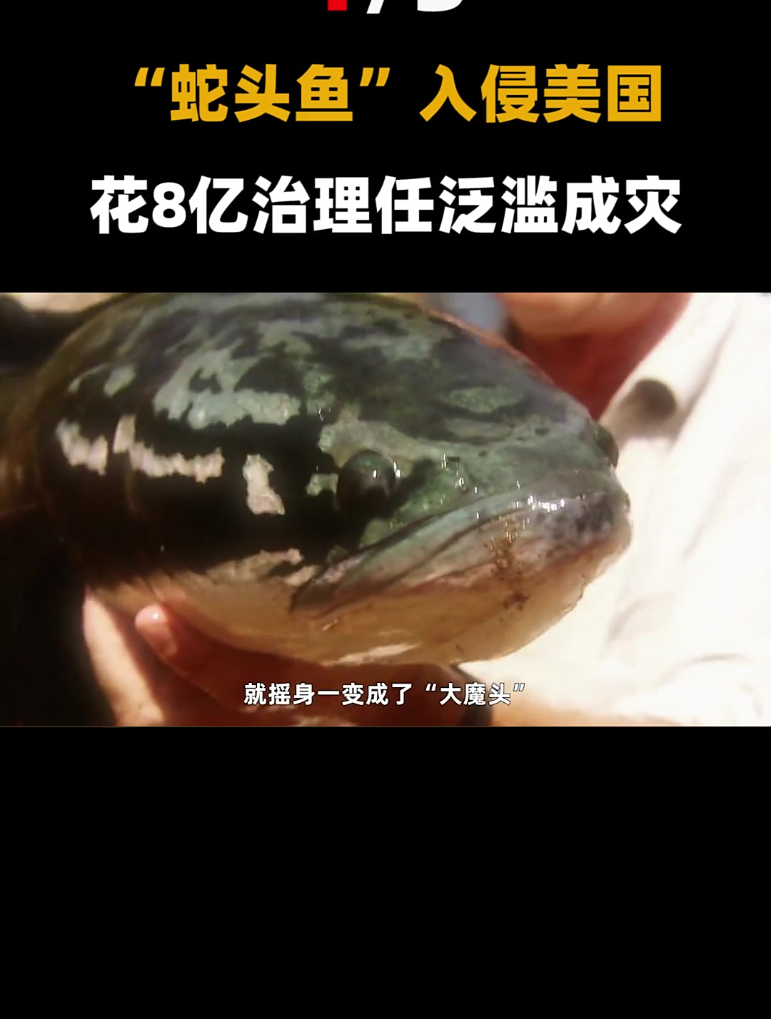 美国的噩梦,中国的美食!“蛇头鱼”入侵(1)