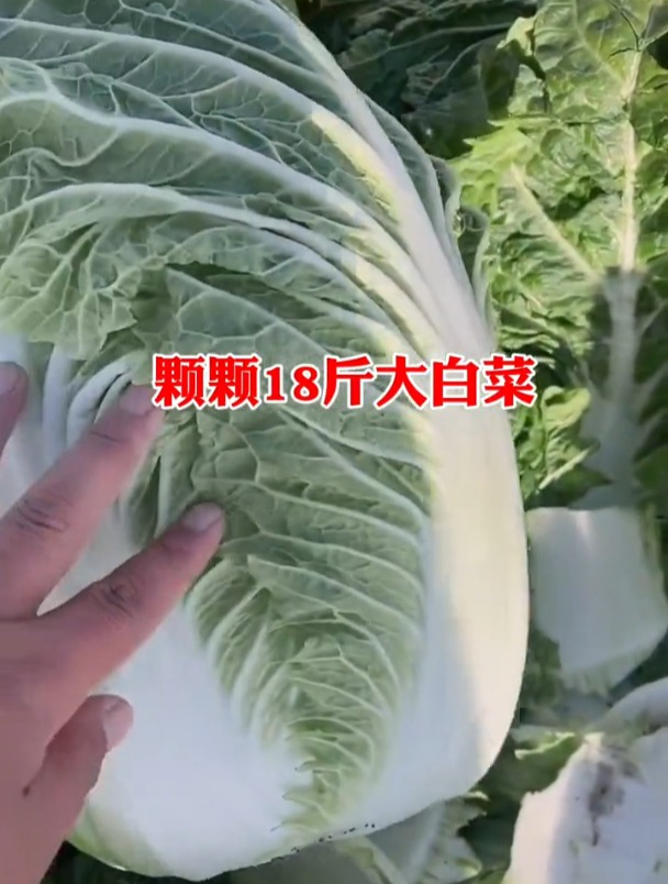 冬储大白菜开始育苗了,你还不知选什么品种吗?