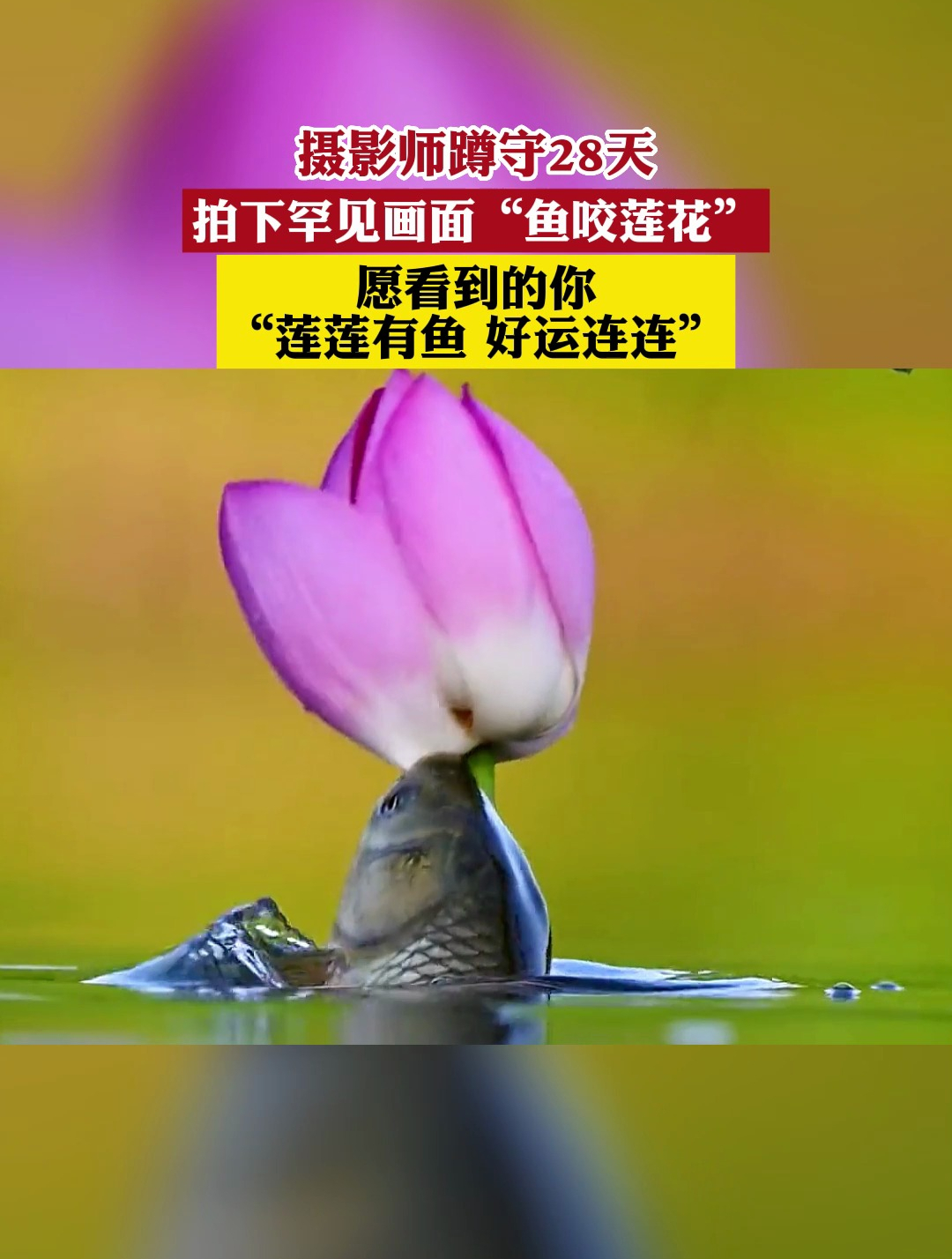 好运连连,吉祥上岸!摄影师蹲守28天拍下罕见画面“鱼咬莲花”!
