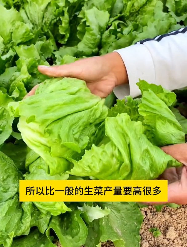 这种生菜比普通生菜口感好,常被误认成包菜,全年可种植!