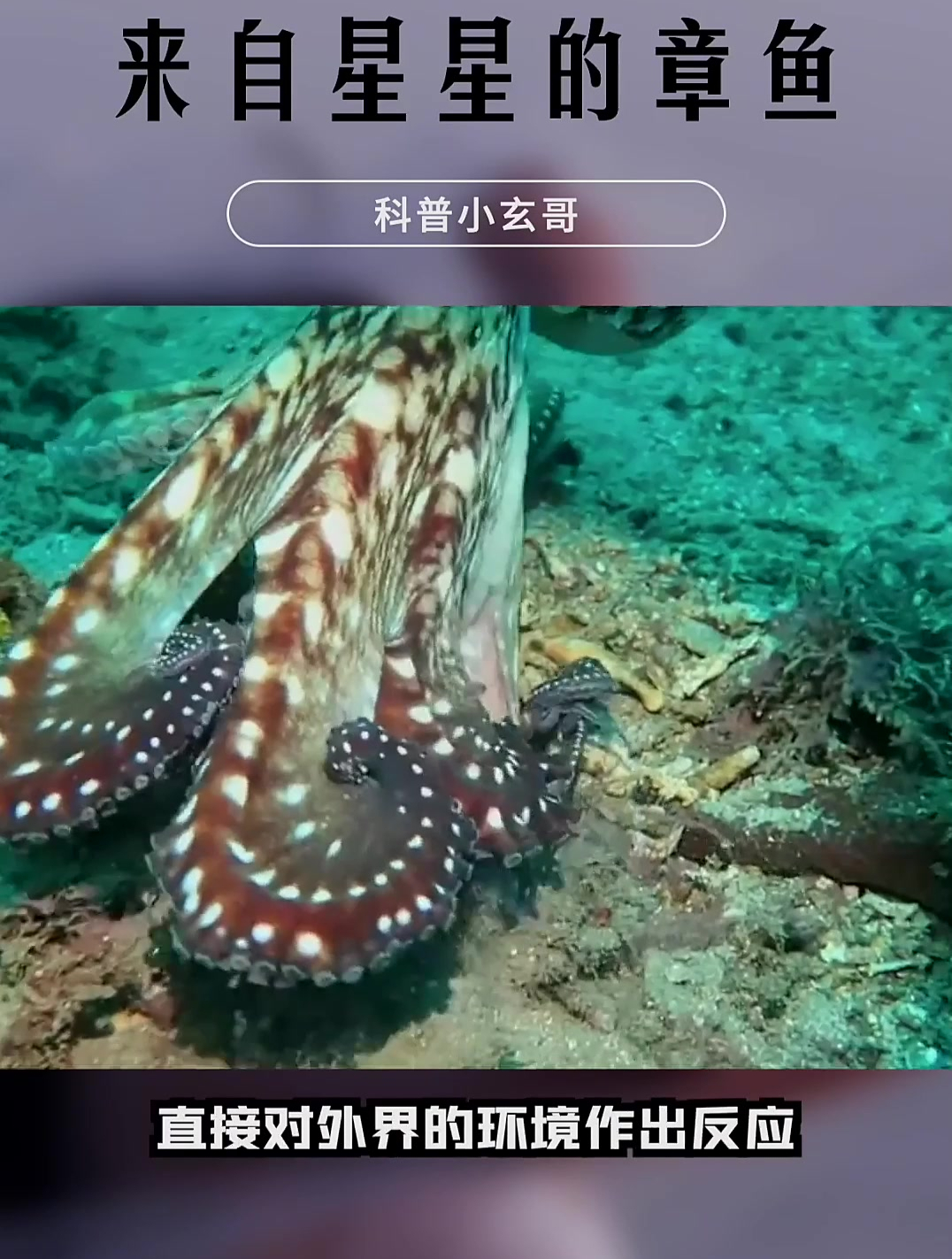 为什么说章鱼是外星生物?构造违反进化论,基因组比人还复杂