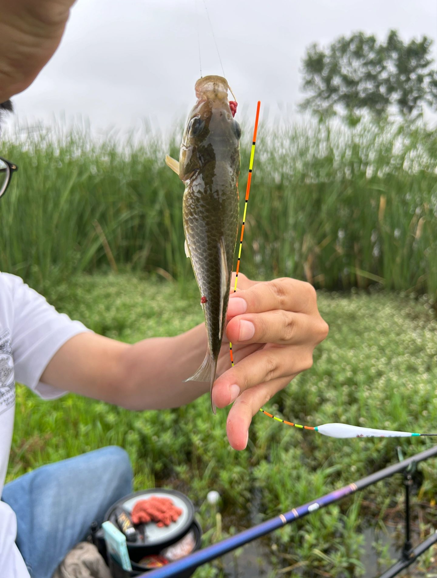 夏季钓鲤鱼,掌握好这3个时间段,不仅钓得多还大!