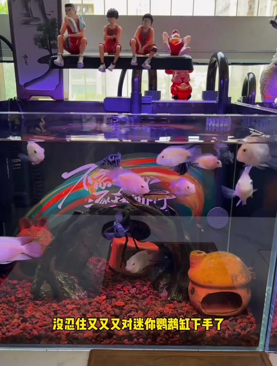 开缸一时爽,翻缸一直爽,天天捣腾他们不停的给鱼缸装饰翻新