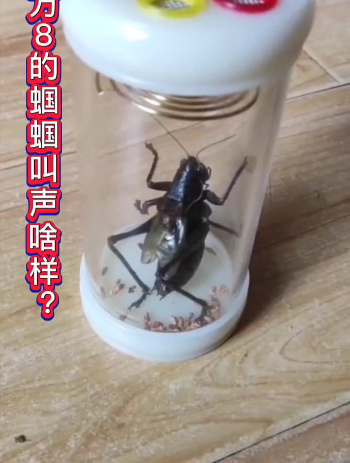 6万8的蝈蝈叫声啥样?创作灵感 冬蝈蝈 鸣虫 蝈蝈叫声