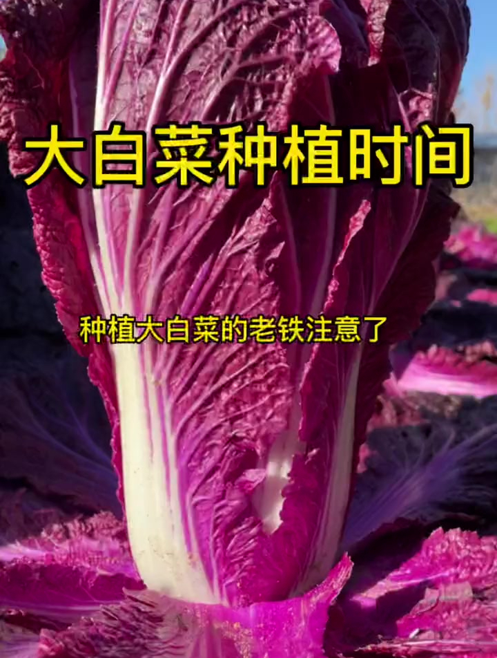 大白菜想要高产,种植时间很重要