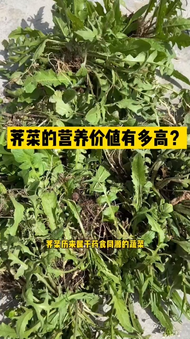 你知道荠菜的营养价值有多高吗