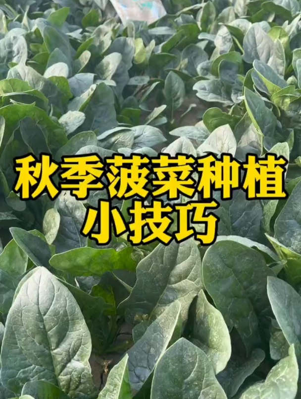 夏季种菠菜,播种前如何浸种催芽?