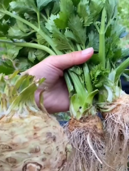 一棵传三代,吃完根还在,说的是根茎都能吃的“地中海根芹”!