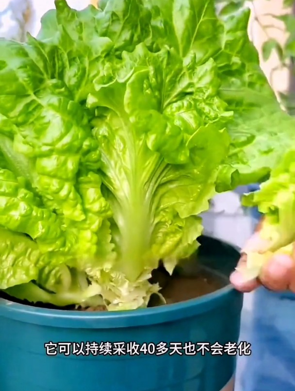冬季也能种的生菜,一棵就有盆那么大,小院花盆都能种植!