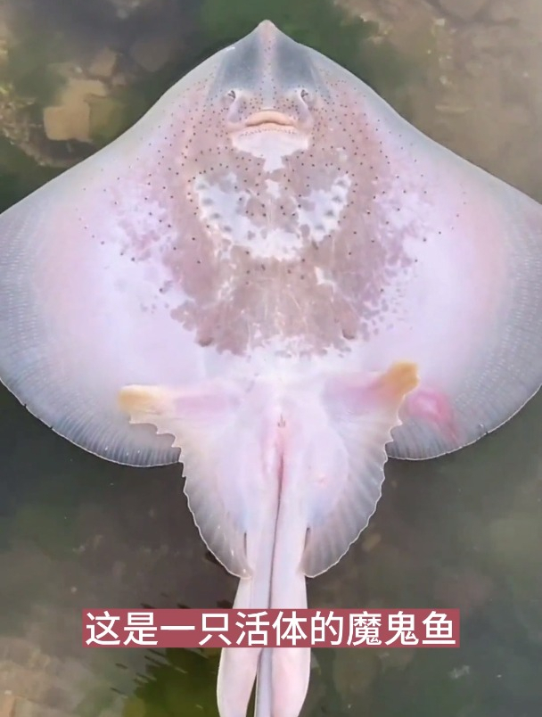 你们见过那么小的魔鬼鱼吗?