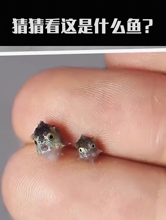 这可能是地球上最能长的动物