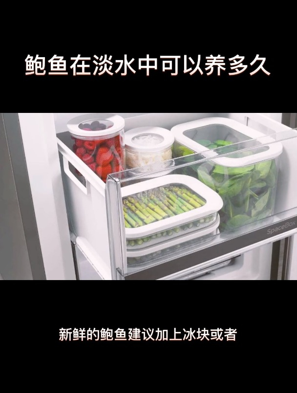鲍鱼在淡水中可以养多久