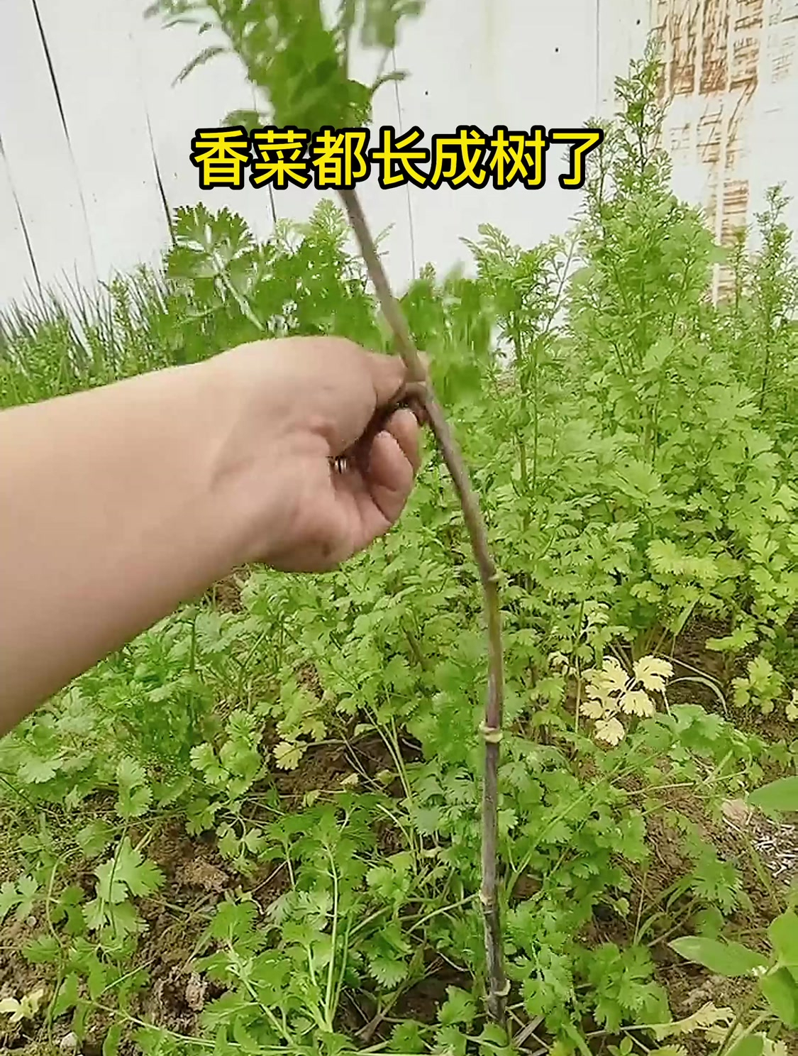 香菜都长成树了,还能吃吗