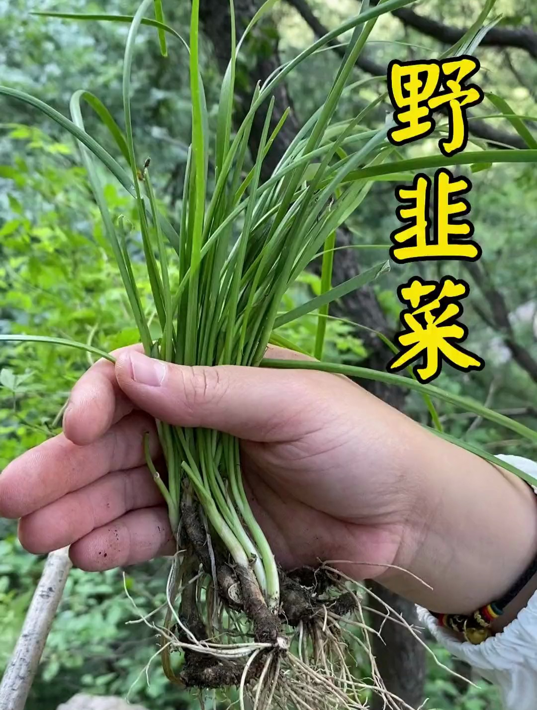 野韭菜你们喜欢吃吗?