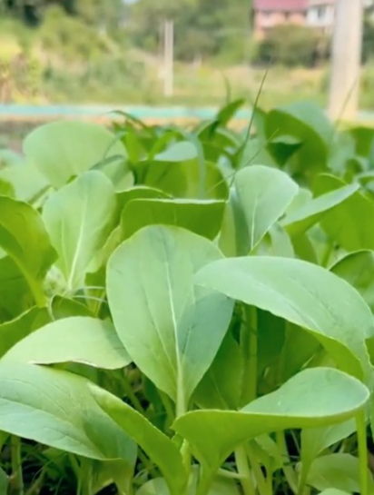 鸡毛菜的种植难吗?老农:从温度,施肥,浇水把控,收获满满!