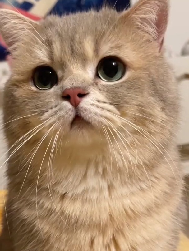 这猫看上去就不太聪明的样子