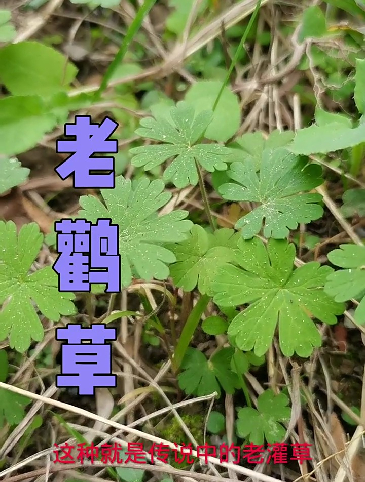 老鹳草别名老鸦嘴,多年生草本,全株可药用,有祛风活血的作用