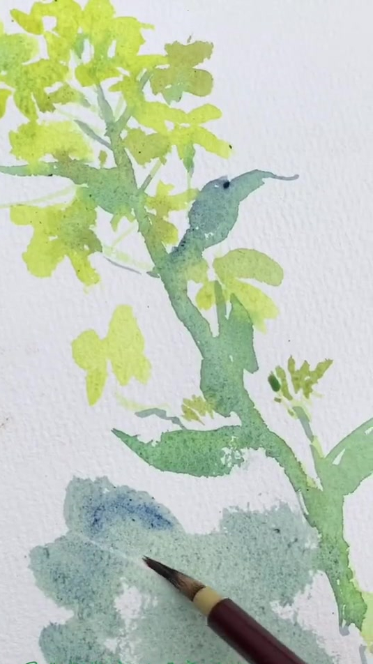 野花日记,油菜花写生