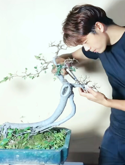 盆景必学技法：鸡爪枝的修剪方法。如何修剪一寸三弯的鸡爪枝？