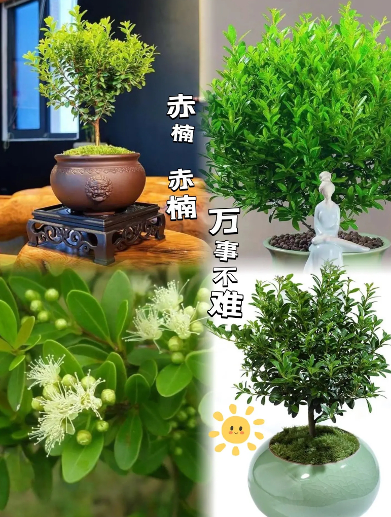 小叶赤楠盆栽室内花卉办公室桌面绿植好养
