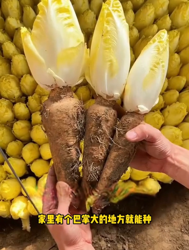 欧洲引进的“贵族菜”,长的像娃娃菜,农户:营养比牛肉还高!